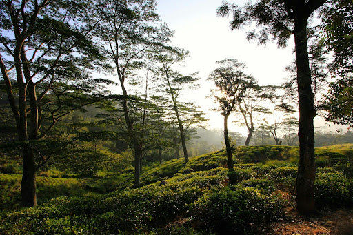 Ooty View